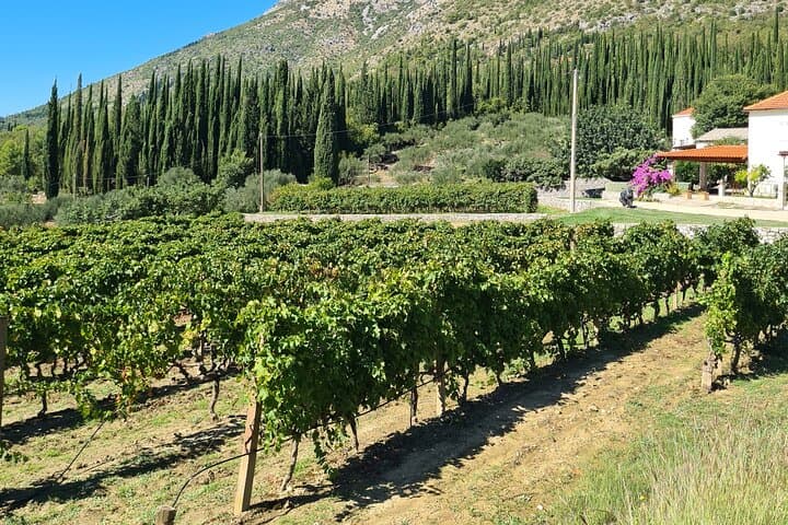 Konavle Gastro & Culture Private Day Tour from Dubrovnik photo 5