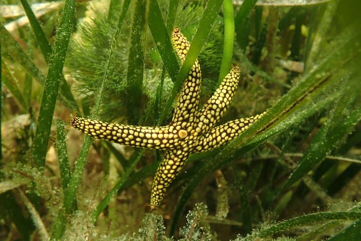 VIP Private 7-Hour Scalloping Charter in Mangrove Point — Crystal River Scallop Tour photo 3
