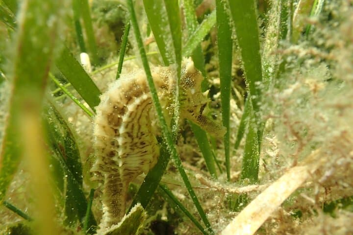 VIP Private 7-Hour Scalloping Charter in Mangrove Point — Crystal River Scallop Tour photo 4