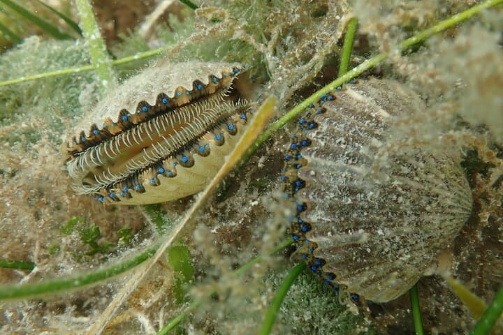 VIP Private 7-Hour Scalloping Charter in Mangrove Point — Crystal River Scallop Tour photo 5