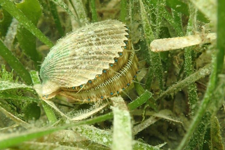 VIP Private 7-Hour Scalloping Charter in Mangrove Point — Crystal River Scallop Tour photo 6