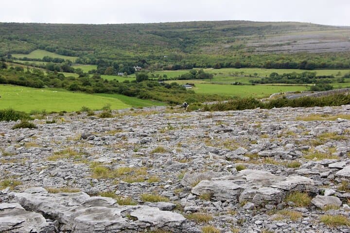 From Galway: Private Burren & Cliffs of Moher Day Tour photo 5
