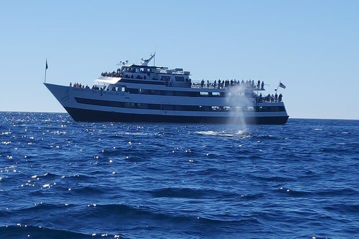 San Diego Whale & Dolphin Watching Cruise from Pier 2 — Seasonal Marine Mammal Tours photo 6