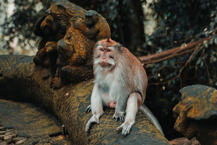 Ubud to Tanah Lot: Full-Day Cultural Tour with Monkey Forest & Sunset photo 5