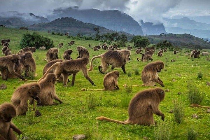 3-Day Simien Mountains Trek: Gelada Baboons, Jinbar Waterfall & Imet Gogo Views photo 3