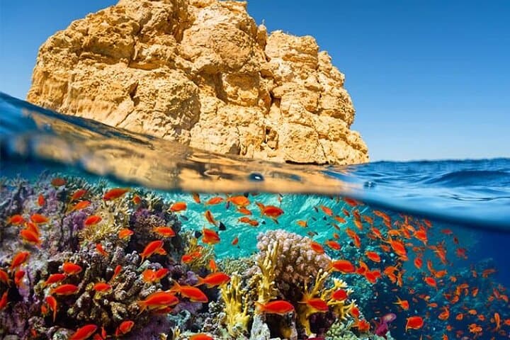 Diving and Snorkeling Day Trip to Ras Mohamed from Sharm El Sheikh photo 6
