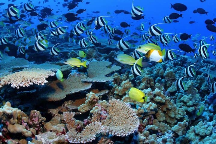 Negril Glass-Bottom Boat Tour: Snorkel Med Reef & Booby Cay photo 4