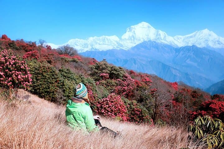 Dawn on Poon Hill: 5-Day Ghorepani & Ghandruk Trek from Pokhara photo 2