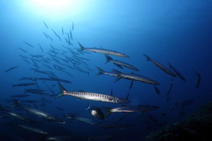 Private Scuba Baptism in the Gulf of Calvi: Beginner-Friendly Boat Dive photo 3