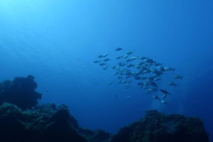 Private Scuba Baptism in the Gulf of Calvi: Beginner-Friendly Boat Dive photo 4
