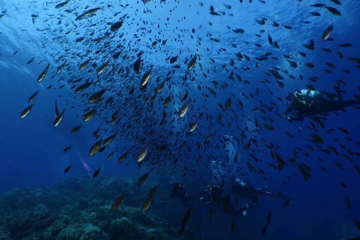 Private Scuba Baptism in the Gulf of Calvi: Beginner-Friendly Boat Dive photo 5