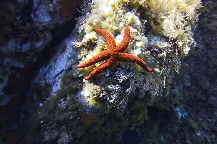 Boat Trip and Snorkeling in the Gulf of Calvi: Revellata Snorkel Excursion photo 2