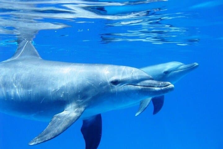 Hurghada Dolphin House Full-Day Swim and Snorkel Adventure photo 2