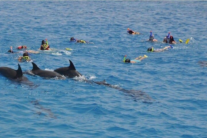 Hurghada Dolphin House Full-Day Swim and Snorkel Adventure photo 4