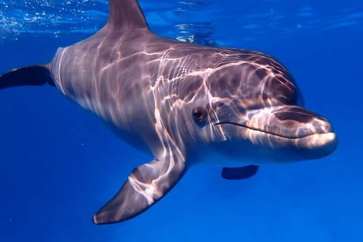 Hurghada Dolphin House Full-Day Swim and Snorkel Adventure