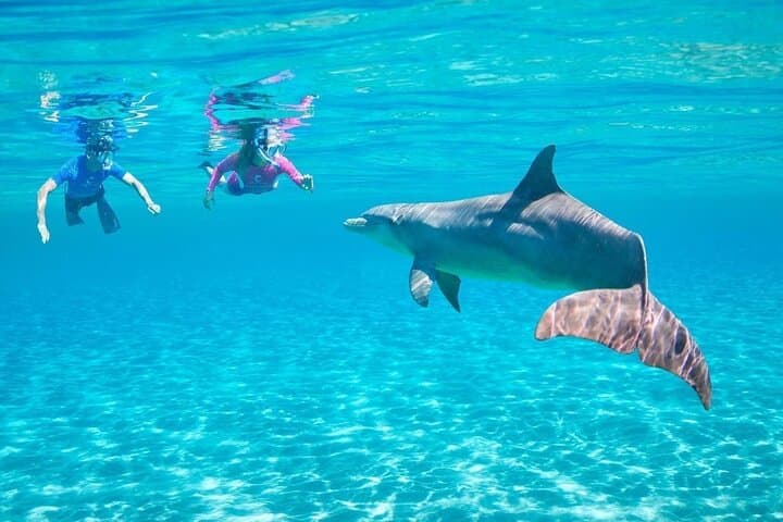 Hurghada Dolphin House Full-Day Swim and Snorkel Adventure photo 5