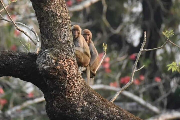 Chitwan Jeep Safari: 2 Nights, 3 Days Wildlife Adventure from Kathmandu photo 3