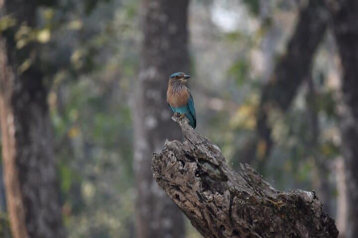 Chitwan Jeep Safari: 2 Nights, 3 Days Wildlife Adventure from Kathmandu photo 2