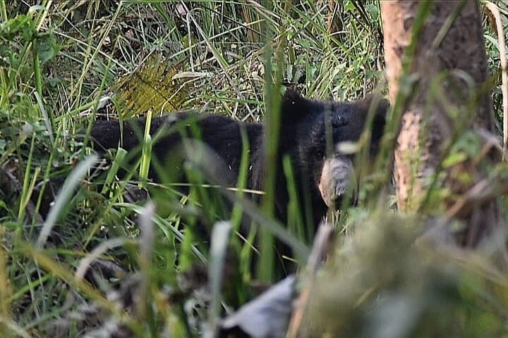 Chitwan Jeep Safari: 2 Nights, 3 Days Wildlife Adventure from Kathmandu photo 4