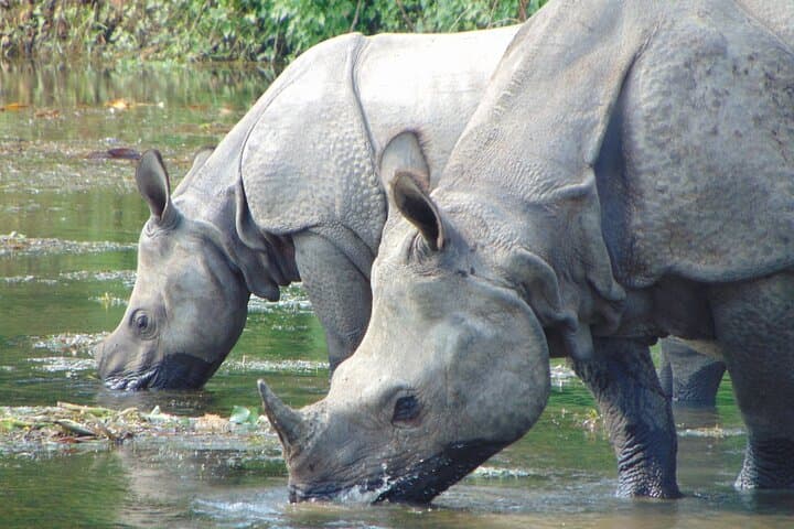 Chitwan Jeep Safari: 2 Nights, 3 Days Wildlife Adventure from Kathmandu photo 1