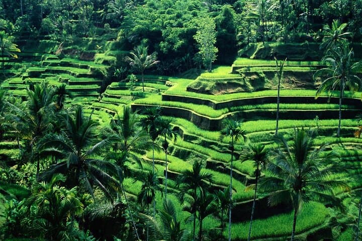 Private Ubud Day Tour: Temples, Rice Terraces & Monkey Forest photo 2