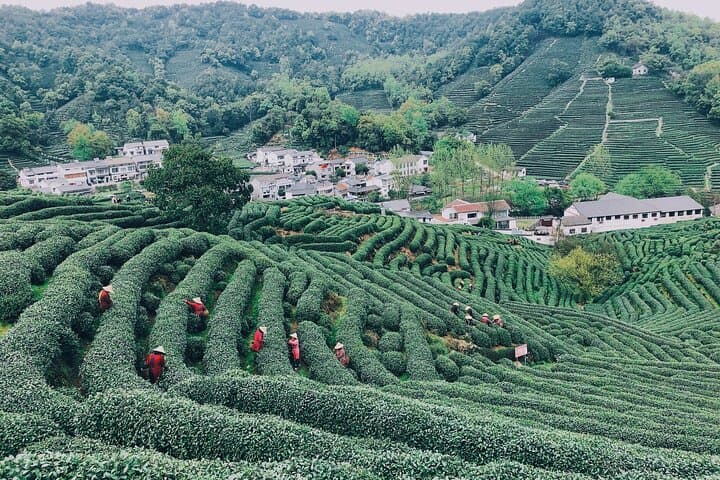 Hangzhou Jiuxi & Longjing Tea Village Day Hike by Bullet Train from Shanghai