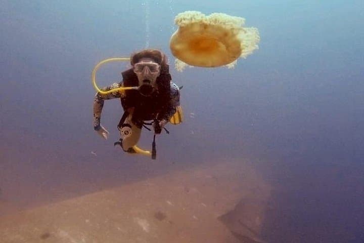 Red Sea Scuba Diving in Aqaba: Guided Dives with Hammerheads and Vibrant Reefs photo 4