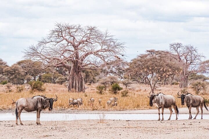 4-Day Northern Tanzania Safari: Tarangire, Serengeti & Ngorongoro photo 2