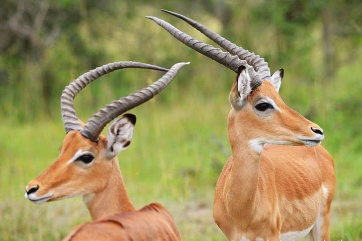 7-Day Uganda Safari: Lake Mburo, Bwindi Gorilla Trek & Queen Elizabeth Kazinga Cruise photo 2