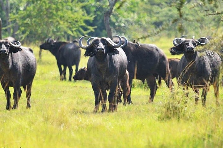 7-Day Uganda Safari: Lake Mburo, Bwindi Gorilla Trek & Queen Elizabeth Kazinga Cruise photo 3