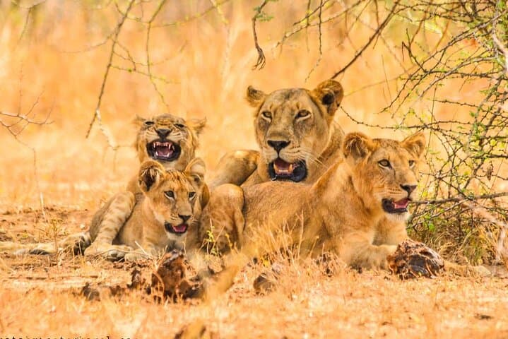 15-Day Uganda Safari: Gorillas, Big Game & The Nile’s Wild Heart photo 1