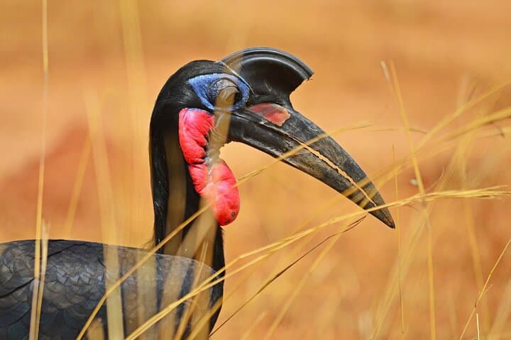 15-Day Uganda Safari: Gorillas, Big Game & The Nile’s Wild Heart photo 2