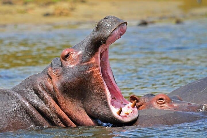 15-Day Uganda Safari: Gorillas, Big Game & The Nile’s Wild Heart photo 3