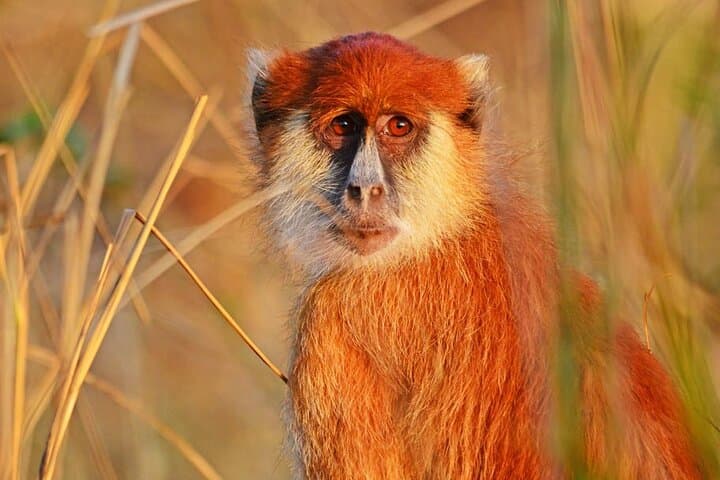 15-Day Uganda Safari: Gorillas, Big Game & The Nile’s Wild Heart photo 4