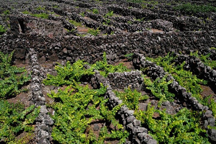 Private Pico Wine Tour (Half Day) — Explore UNESCO Vineyards & Volcanic Terroir photo 3