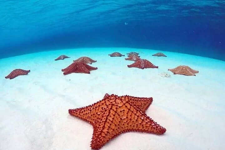 Cozumel 4-Hour El Cielo Snorkel and Reef Boat Tour photo 6