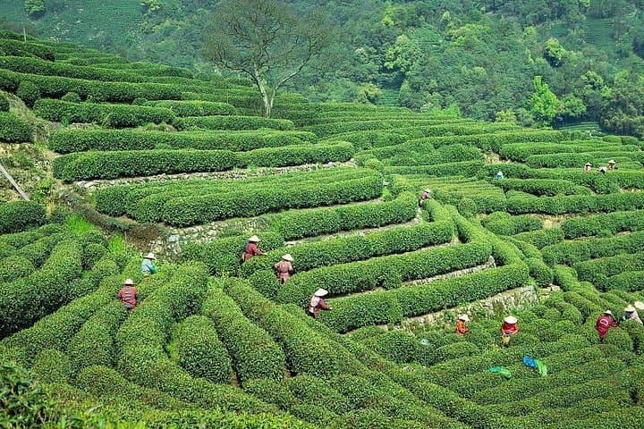 Longjing Tea Village and West Lake: Private Tea-Picking & Cruise in Hangzhou photo 3