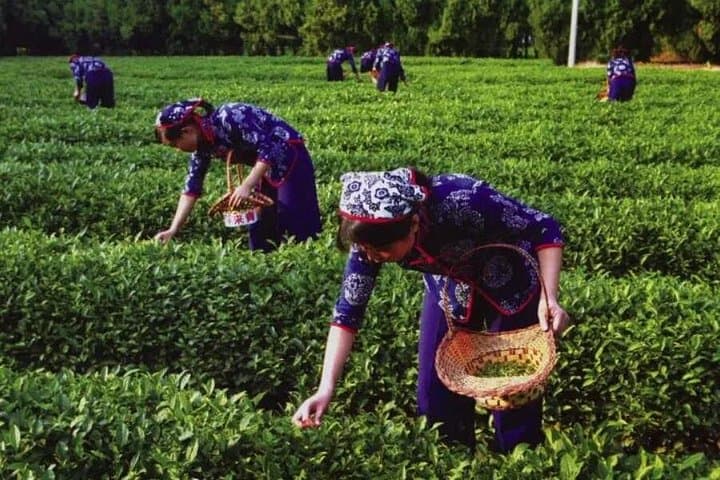 Longjing Tea Village and West Lake: Private Tea-Picking & Cruise in Hangzhou