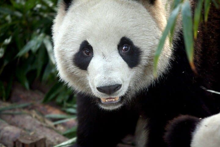 Leshan Giant Buddha and Chengdu Panda Base: Private Day Trip from Chengdu photo 5