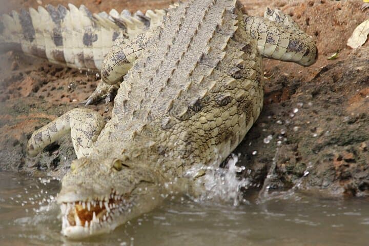 Rufiji River Boat Safari in Nyerere Game Reserve photo 5