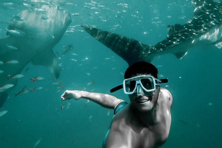 Muscat Dolphin Watching & Snorkeling: Boat Tour to Turtles, Corals & Spinner Dolphins photo 2