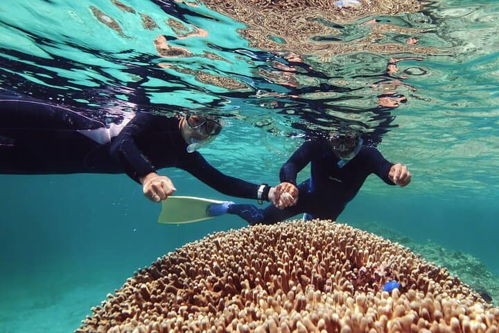 Muscat Dolphin Watching & Snorkeling: Boat Tour to Turtles, Corals & Spinner Dolphins