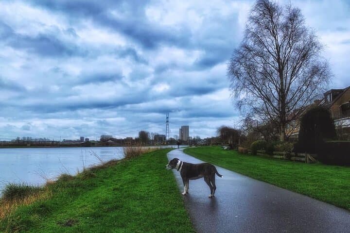 Leiden Polder Walk: Windmills, River Zijl & Broekdijk Mill photo 2