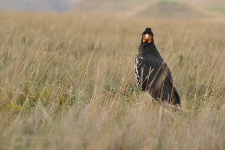 Antisana Volcano Birding and Hike: Private Andes Tour from Quito photo 2