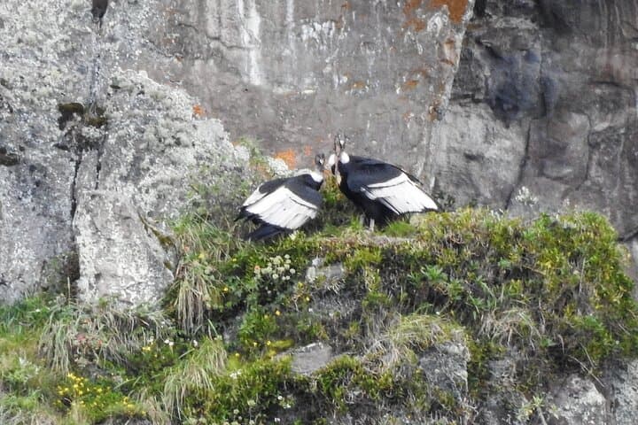 Antisana Volcano Birding and Hike: Private Andes Tour from Quito photo 4