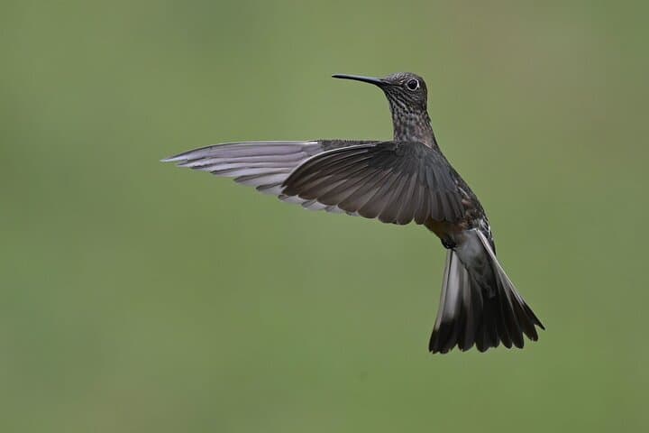Antisana Volcano Birding and Hike: Private Andes Tour from Quito photo 6