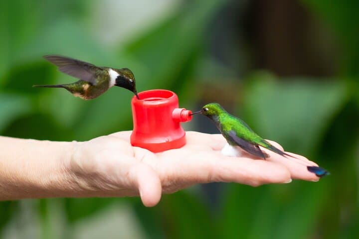 Mindo Cloud-Forest Birding and Naturalist Tour — Private Day Trip photo 2