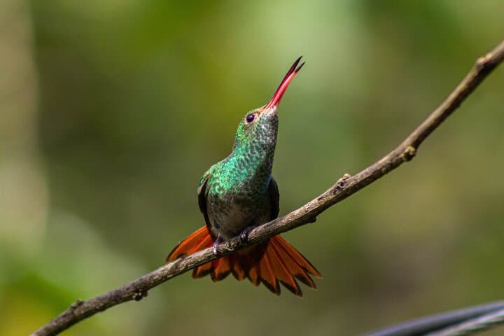Mindo Cloud-Forest Birding and Naturalist Tour — Private Day Trip