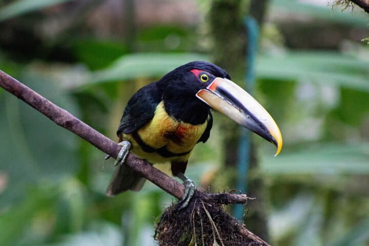 Mindo Cloud-Forest Birding and Naturalist Tour — Private Day Trip photo 6