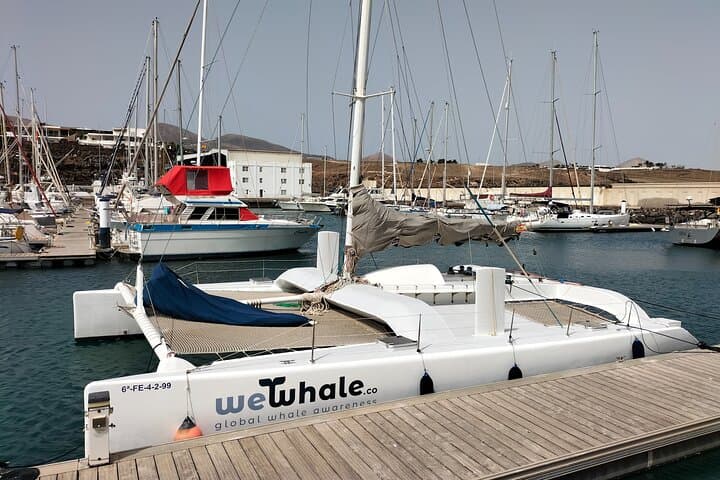 Silent Electric Catamaran Whale & Dolphin Watching with Hydrophone — Lanzarote photo 4